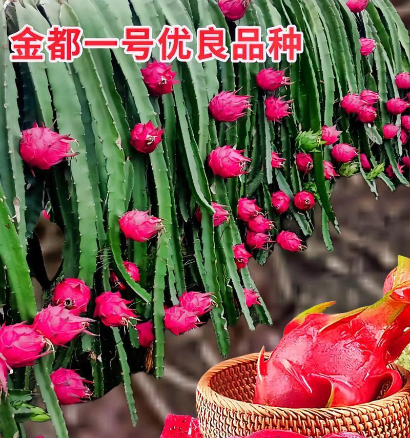 种火龙果的全过程（从火龙果种子到成熟果实，你需要知道的一切）