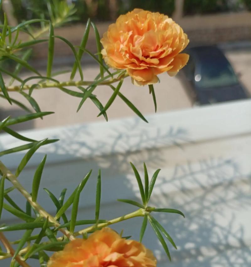以马齿苋花怎么倒盆（室内盆栽技巧与养护指南）