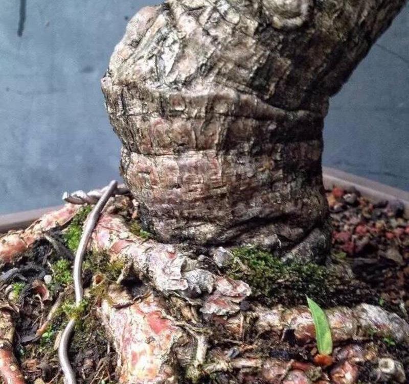 如何让玉树快速生根（教你轻松掌握玉树生根的技巧）