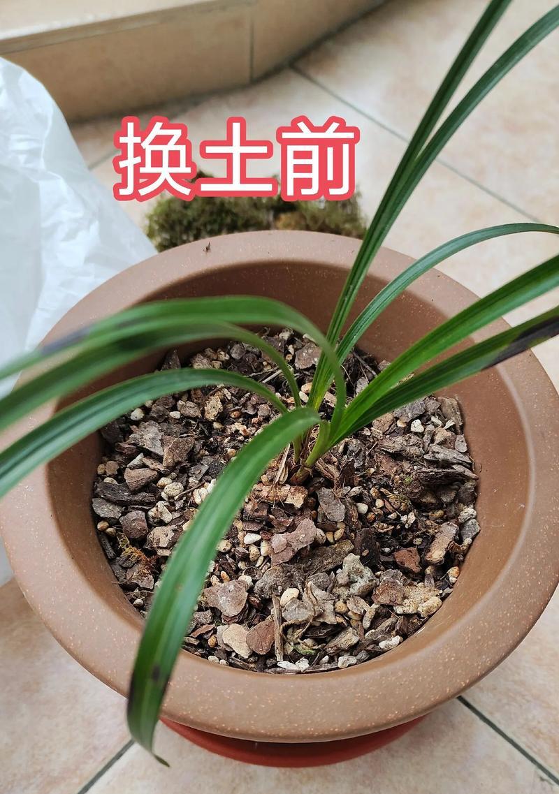如何正确栽兰花（探讨使用兰花土的方法与技巧，助您成功种植兰花）