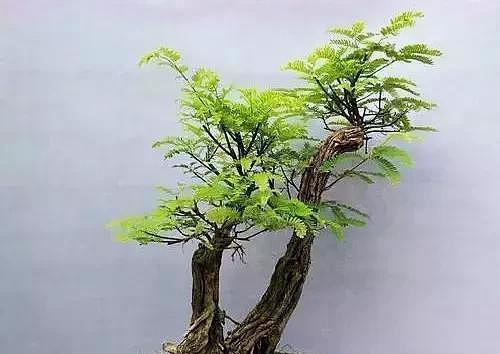 合欢花盆景的制作技巧（打造美丽生态的合欢花盆景艺术）