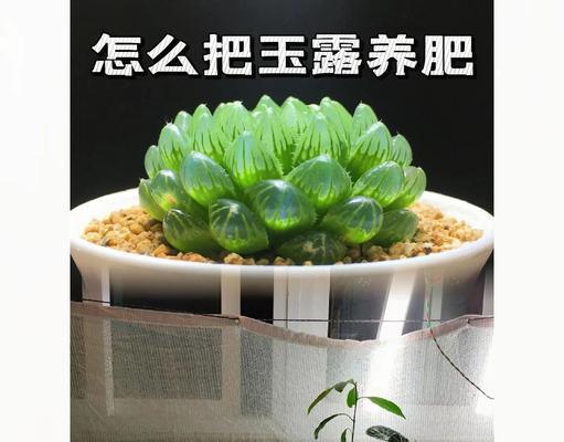 夏天浇水技巧（如何科学浇水，助力玉露茁壮成长）