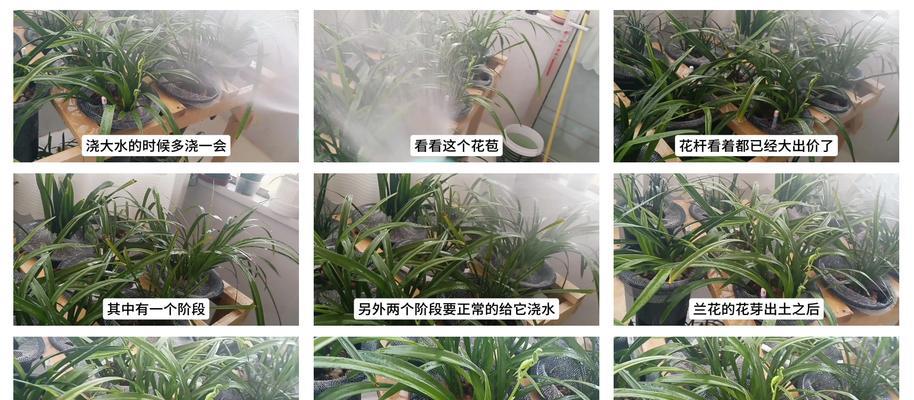 兰花出花芽的浇水技巧（兰花浇水时间、水质和浇水量的重要性）