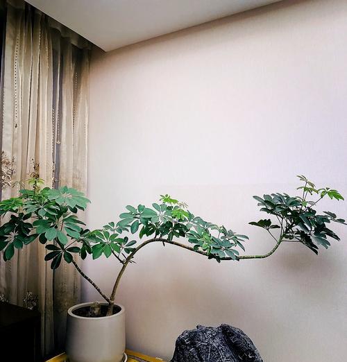 鸭掌树修剪技巧大全（打造美丽健康的鸭掌树花园）