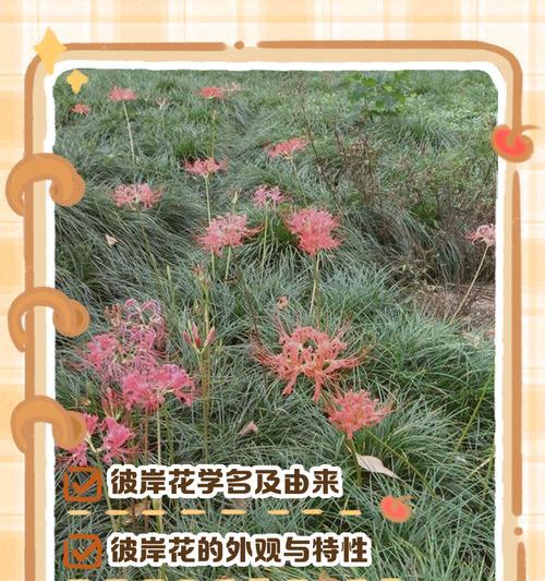 彼岸花为何不开叶子？（解密彼岸花的开叶之谜）