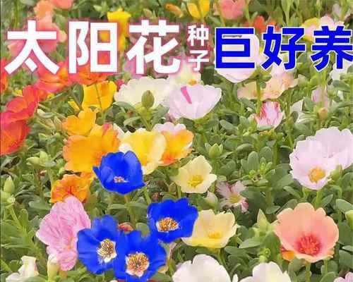 以向日葵籽盆栽的种植方法为主题的文章（打造家中的向日葵花海，分享向日葵盆栽种植心得）