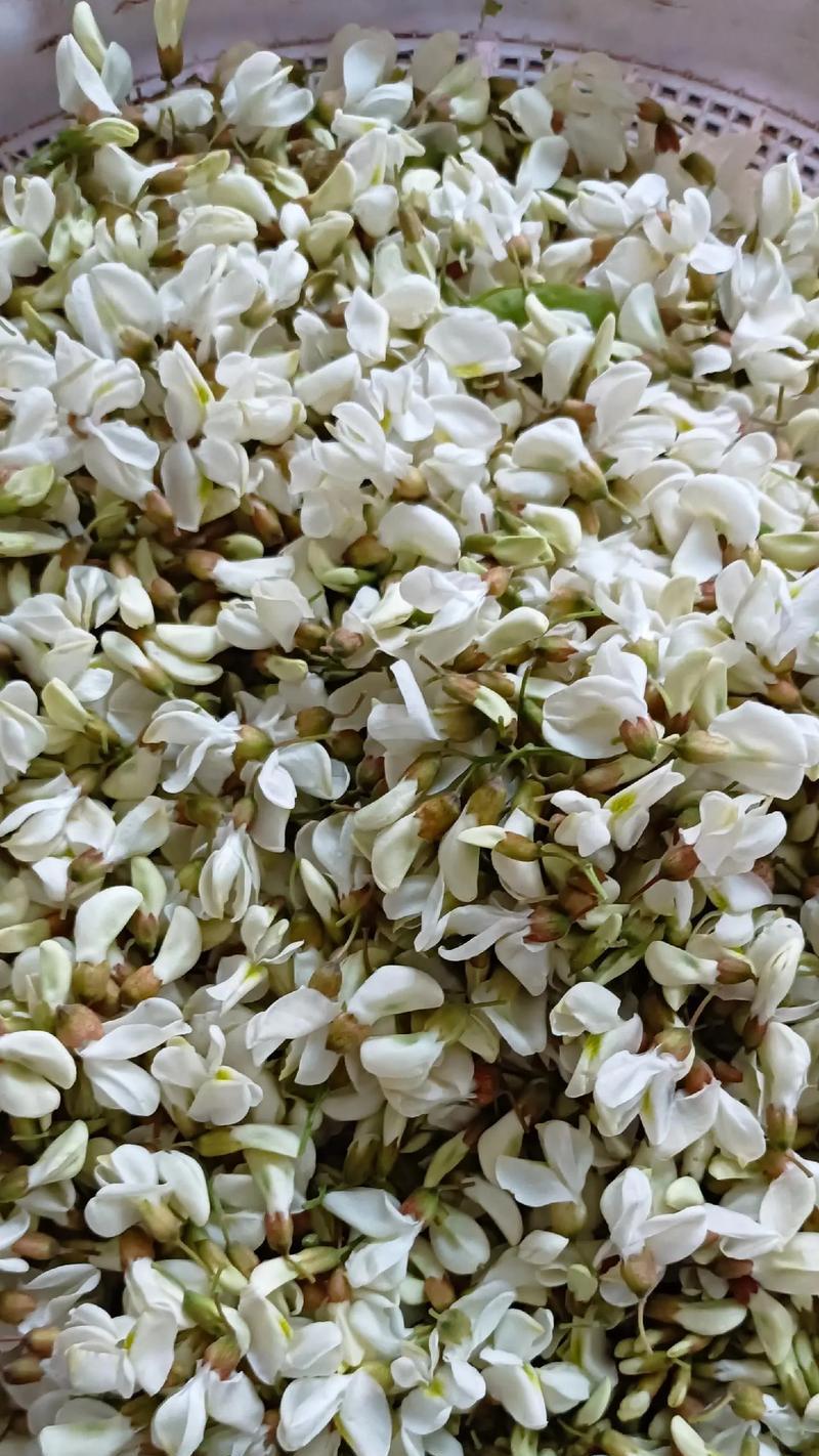 槐花开花结果的时间与特点（揭秘槐花盛开的奥秘）