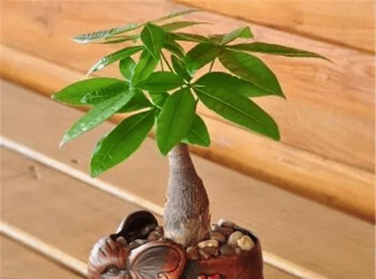 发财树的种植技巧与养护方法（打造财富与繁荣的绿色神器）