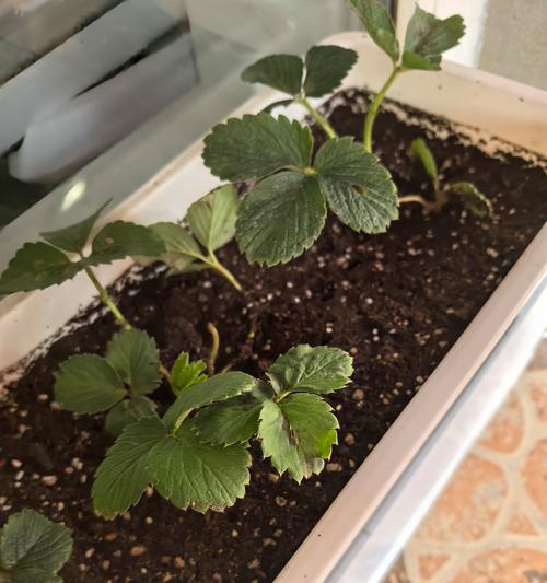 草莓种植指南（草莓的种植技巧、时间选择及栽培注意事项）