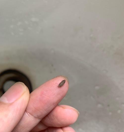 花盆里出现小灰虫，怎么处理？（探索室内植物害虫防治的有效方法）