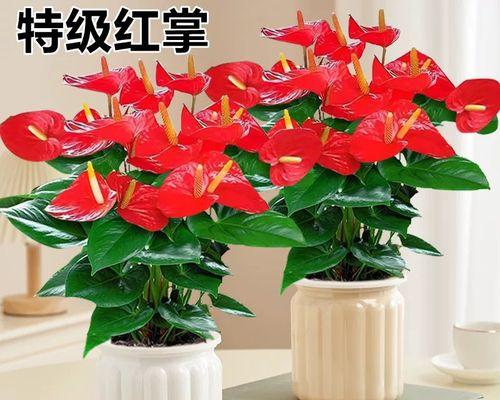红掌水培与土培对比及改为土培的步骤（红掌水培与土培的优缺点分析，改为土培需注意的步骤）