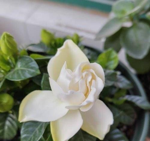 冬日栀子花的生活方式（栀子花的冬季养护及保暖技巧）