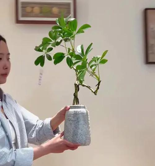 家庭种植鸭脚树的养护指南（打造绿色家园享受鸭脚树带来的益处）