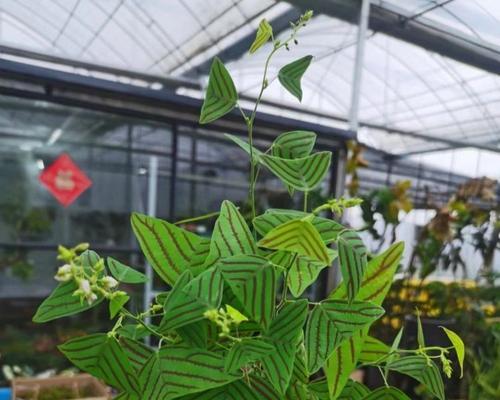 如何正确养护蝴蝶花（蝴蝶花养护技巧一网打尽）