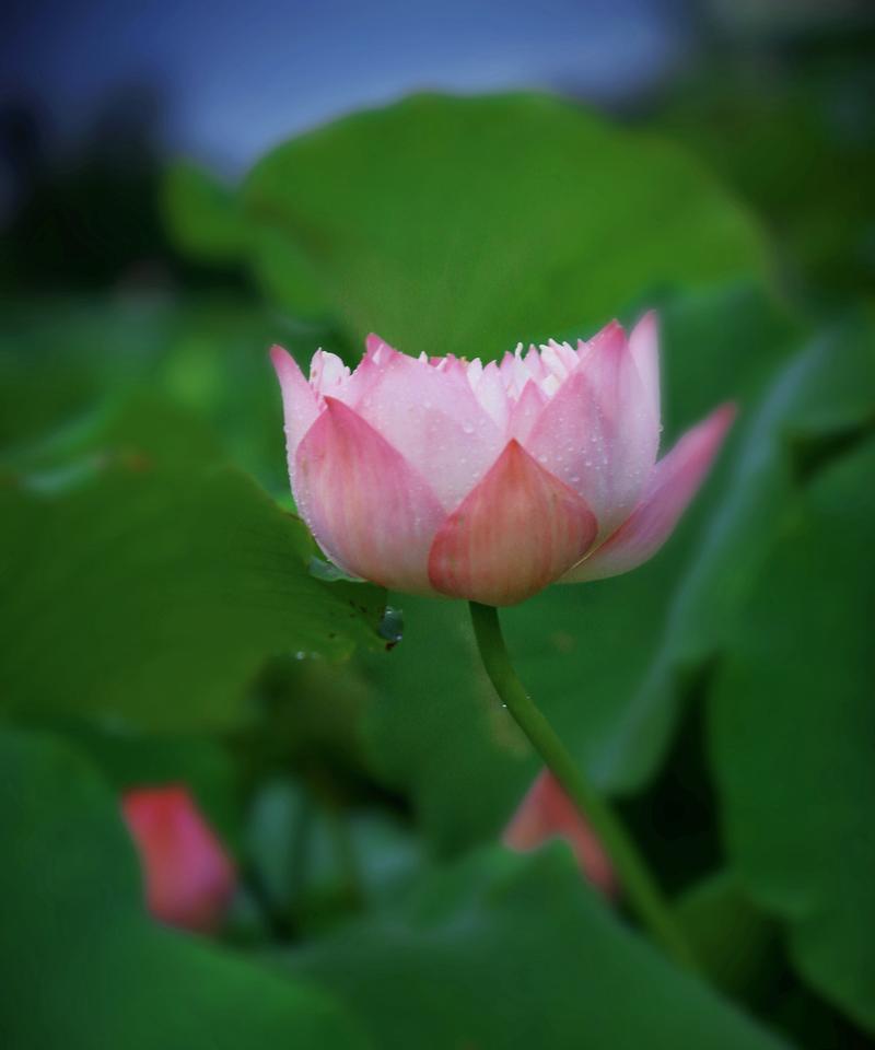 代表清廉的植物（探寻自然界中的廉洁之道）