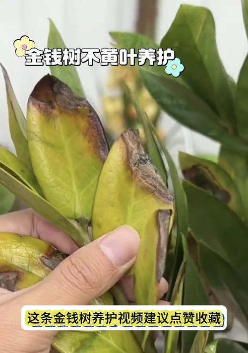 以金钱木叶子长白点怎么办？（有效方法和关键技巧帮助去除金钱木叶子的白点）