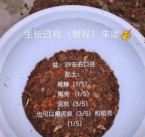 百合秋天就露头了，如何妥善呵护？（百合花的生长环境、养护技巧和常见问题）