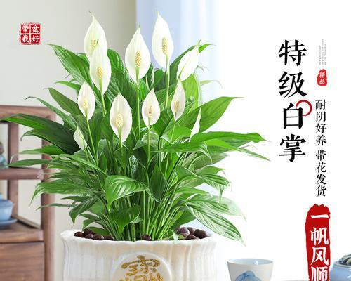 以一帆风顺花怎么换盆（盆栽爱好者必备技巧与步骤）