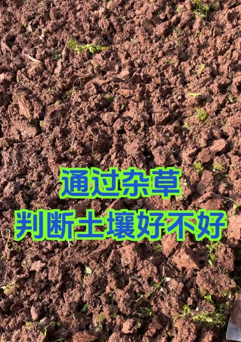 如何辨别不同类型的土壤（通过关键指标和观察方法进行土壤分类）