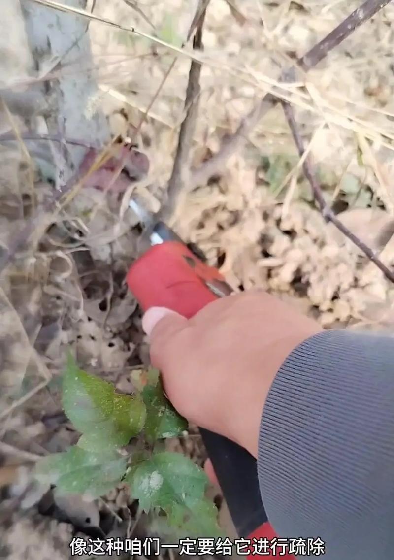 如何正确剪枝铁海棠（掌握关键技巧，让铁海棠焕发新生）