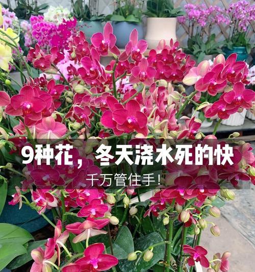 冬天养小松，轻松不死（室内养护方法揭秘，）