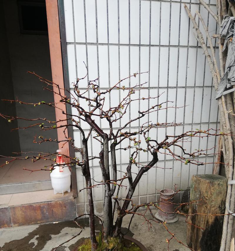 以贴梗海棠为主题的盆景盆养护技巧（打造迷人盆景，享受自然之美）