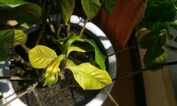 栀子花花叶子怎么都蔫了（解析栀子花枯萎原因及护理方法）