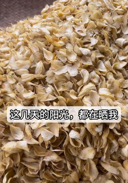 百合花为什么怕太阳晒？（探秘百合花的“惧晒”原因，让你更好地护理百合花）