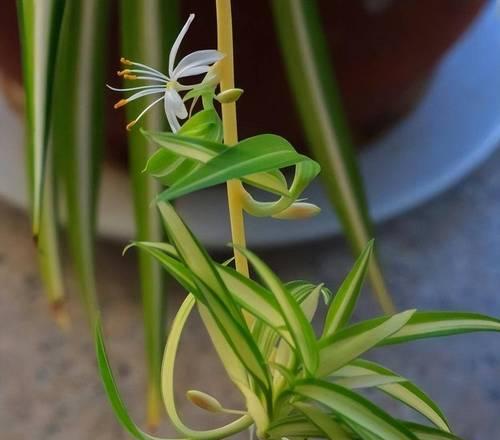吊兰花期介绍（吊兰开花时间与季节分析）