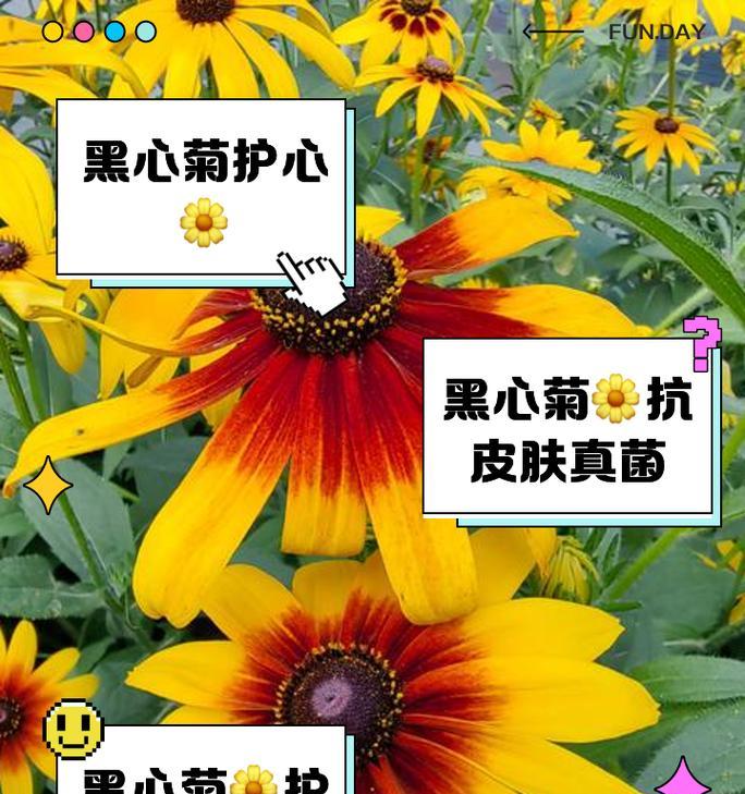 盆栽黑心菊的种植技巧与注意事项（打造美丽室内景观，让盆栽黑心菊成为你的首选之一）