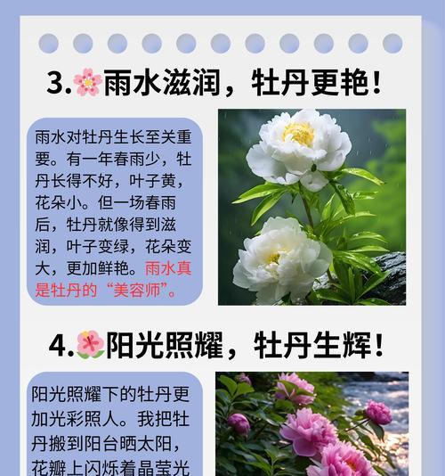 牡丹的生长环境与栽培技巧（了解牡丹喜好，让花开更美）