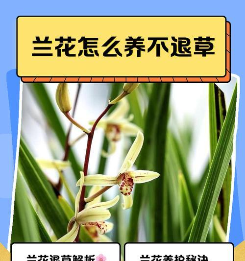 兰花老不服盆