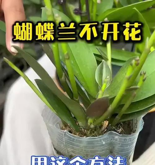 蝴蝶兰花软了怎么办？（恢复蝴蝶兰花的健康与美丽）