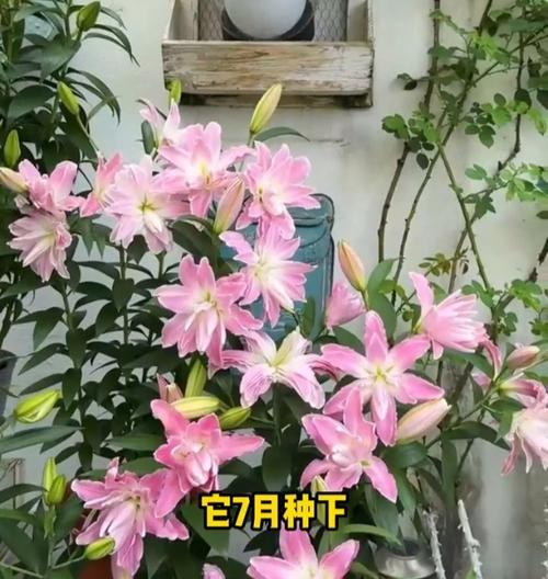 解决香水百合没开花的方法（教你养护香水百合，让其绽放芬芳）