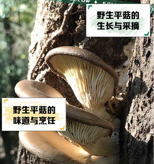 探究平菇的生长环境（从温度、湿度、光照等方面分析平菇的生长条件）