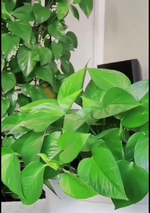 绿萝叶子出油黏黏的原因及解决方法（揭秘绿萝叶子变黏的原因，帮你解决绿萝出油黏黏的困扰）
