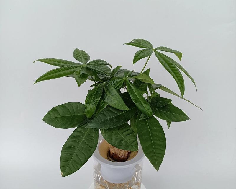 发财树——财富与繁荣之源（种植发财树，开启财富之门）