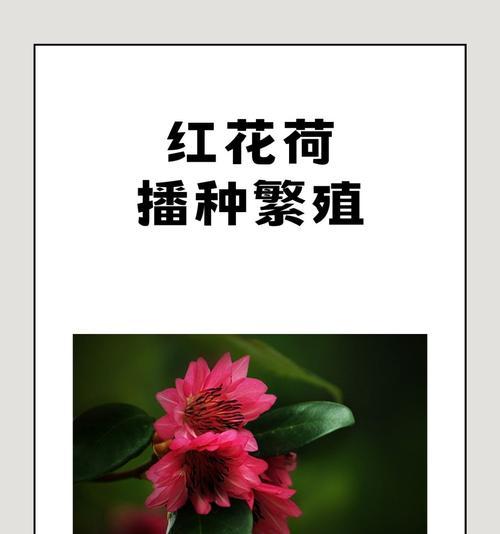 以花为主题的播种方法及技巧（从选种到施肥，一篇完整的花卉播种指南）
