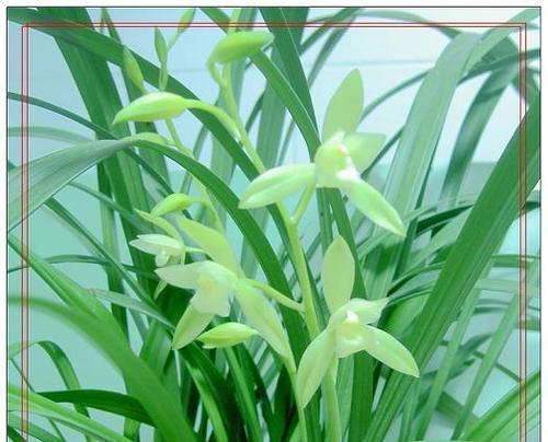 建兰观音素的开花时间和数量（解密建兰花园的九重奇观）
