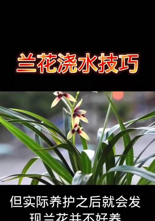 兰花通风的重要性与方法（打造健康兰花环境的必要步骤）