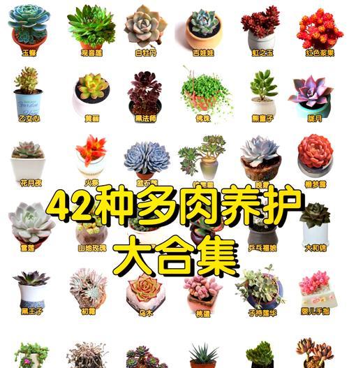 以佛朱多肉种植技巧（打造美丽盛开的多肉花园）