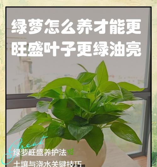 绿萝花的养殖技巧（打造繁茂生机的绿色家居装饰）