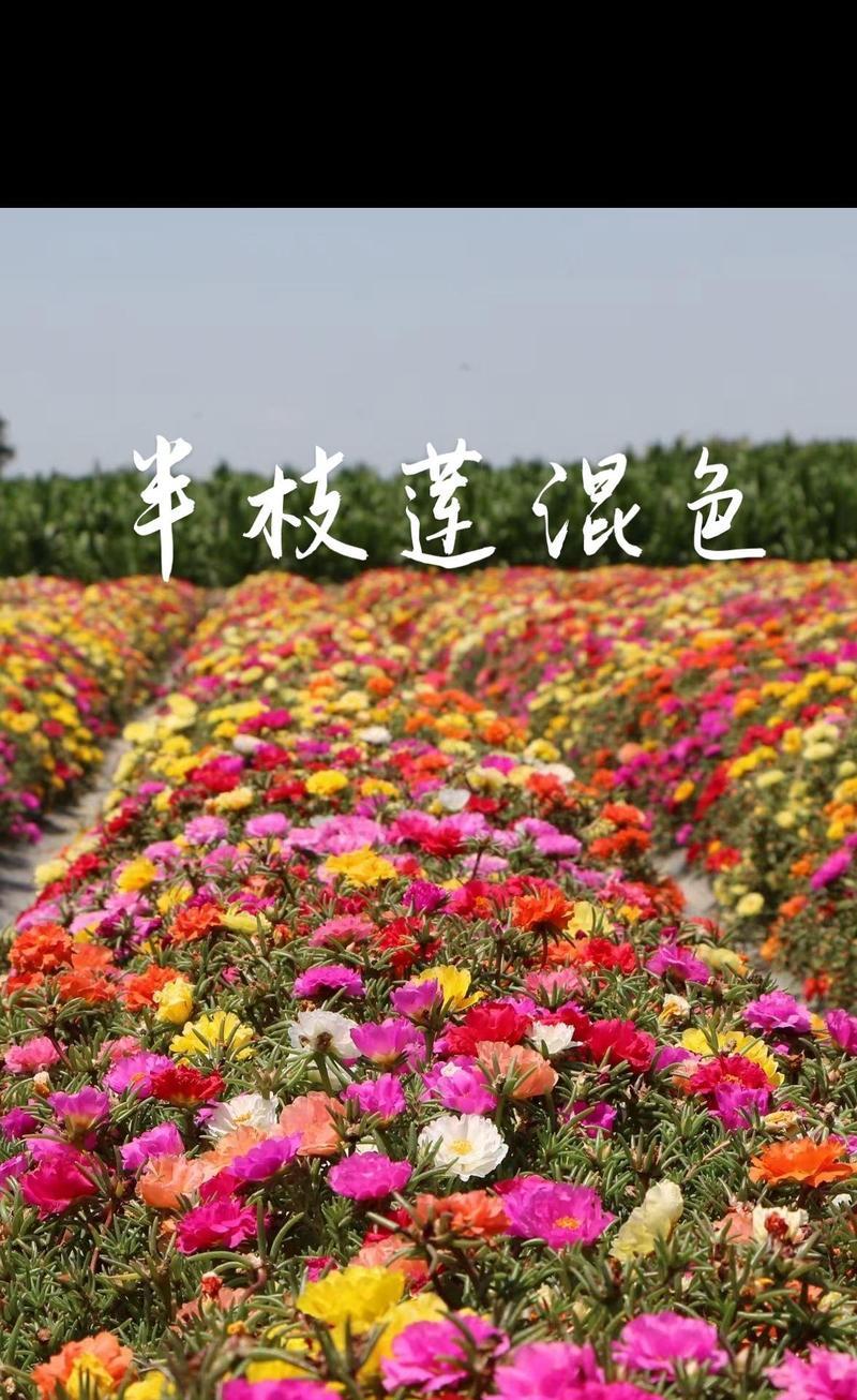 马齿苋的种植方法与注意事项（掌握正确时间和技巧，轻松种出美味鲜活的马齿苋）
