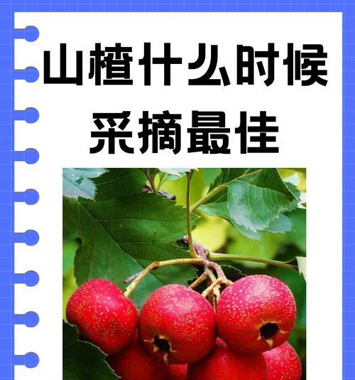 山楂品种的区分与特点（了解不同山楂品种，品味百年文化）