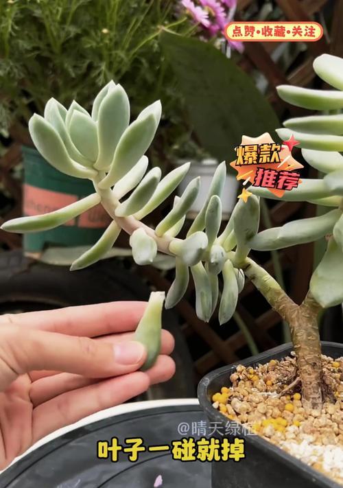 多肉掉叶片的原因及应对方法（解决多肉掉叶问题，让植物健康成长）