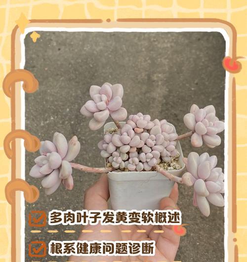 多肉叶子有水斑，如何处理？（解决多肉叶子水斑问题的有效方法）