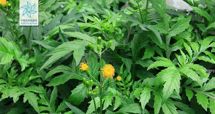 探究三七植物的生长特性（揭秘三七是多年生还是一年生的植物）