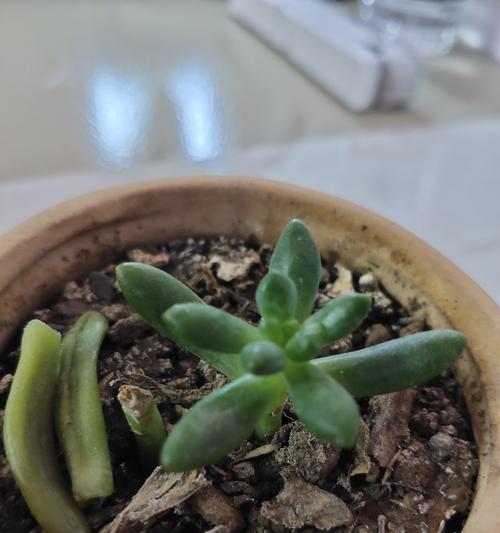 多肉叶片掉落的原因及处理方法（保持多肉健康生长，有效应对叶片掉落问题）