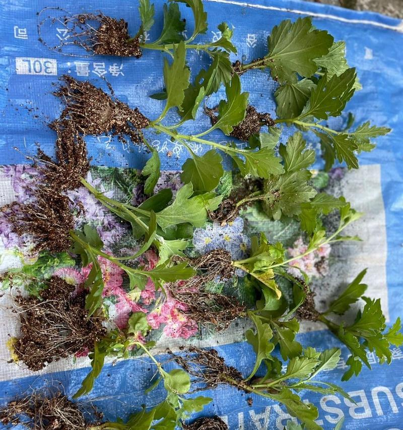 插枝繁殖多头菊花的技巧与方法（以多头菊花为例，探讨插枝繁殖的关键步骤和注意事项）