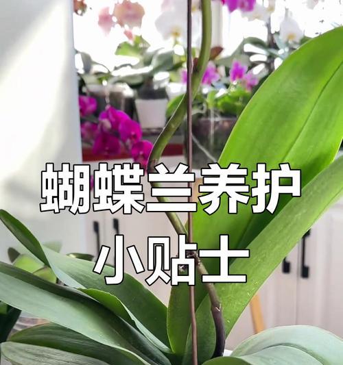 蝴蝶兰的浇水技巧——让其健康生长的秘诀（水分控制是关键，了解蝴蝶兰的喜好才能得心应手）